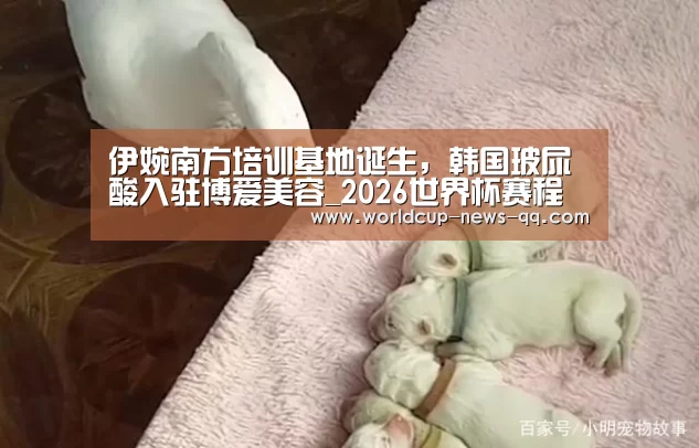 2026世界杯赛程